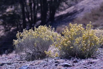 DSC_2209 (Large).JPG